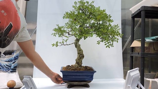 Bonsái Fresno (Fraxinus Angustifolia) ref 40 смотреть онлайн