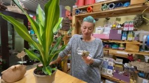 Драцена Барли - обзор сорта | Большая драцена с широкими листьями | Яркое комнатное растение