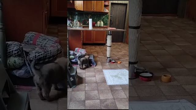 один из 7 щенков с помойки смотреть онлайн