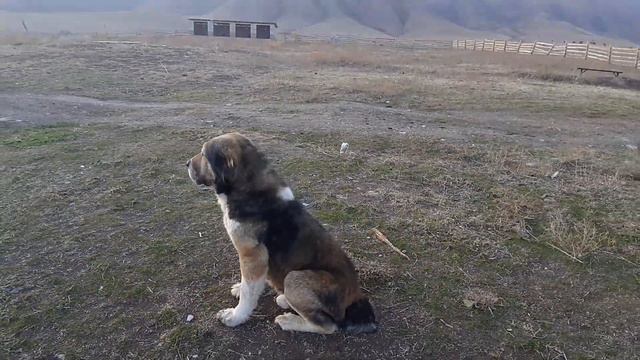 Tobet-boribasar.kz. Arlan Kazakh Aboriginal Wolfhound. Тобет.