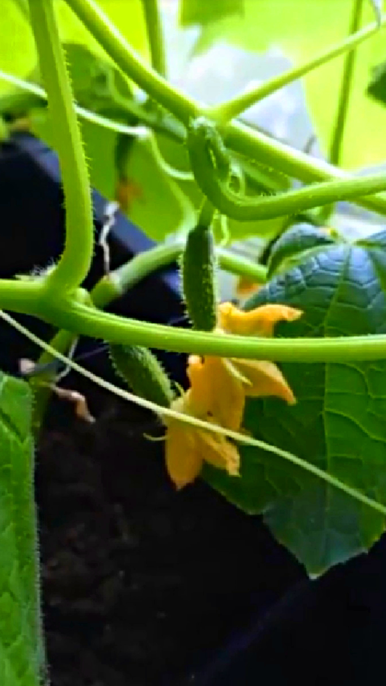 Первый опыт. Реакция девушки на выросшие огурцы на подоконнике смотреть онлайн