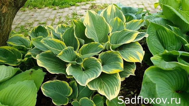 Шикарная хоста Сага (Sagae) в моем саду смотреть онлайн