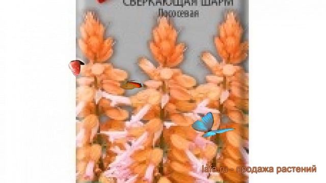 Сальвия сверкающий Сверкающая Шарм Лососевая ? обзор: как сажать, семена сальвии