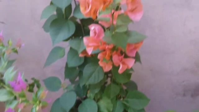 Bougainvillea Bicolor/primavera Em Vaso Outono 2021