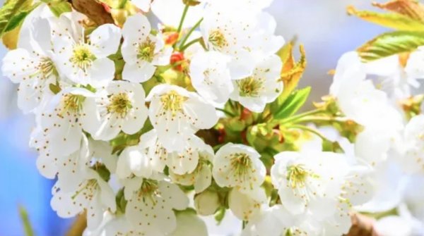 Спокойная Музыка Для Снятия Стресса - RELAXING PIANO - Music - Белый Шум / Stress Relief Music (2)