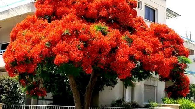 Смотрите на сайте vkrugah com делоникс королевский он считается одним из красивейших цветуцих дерев смотреть онлайн