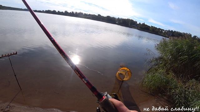 река Луга, рыбалка, хороший клев Леща, фидер, осень 2020 смотреть онлайн
