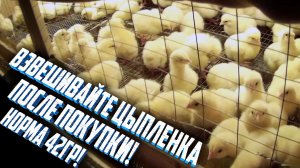 Закупка еще 500 шт. суточных бройлеров росс 308. Взвешивайте цыпленка после покупки! Норма 42 гр !