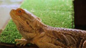 Террариум для бородатой агамы – как выбрать и как обустроить? Обустройство террариума