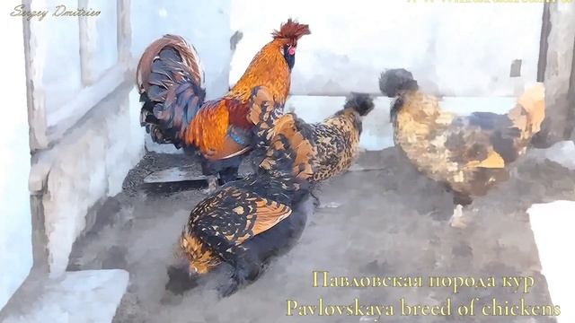 Петушок Павлуша ПАВЛОВСКИЕ #куры Pavlovskie #chickens Pavlusha #pavlovskie_chickens смотреть онлайн