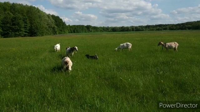 Отдыхалочка// Как бороться с комарами, МК от Барсика// Цветет боярышник смотреть онлайн