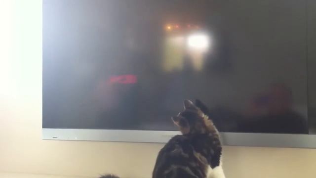 Mon chat chasse la télé : attention à la chute смотреть онлайн