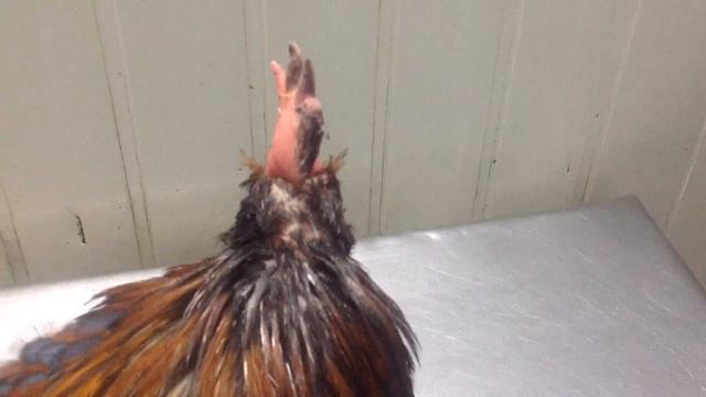 Петух на приеме смотреть онлайн