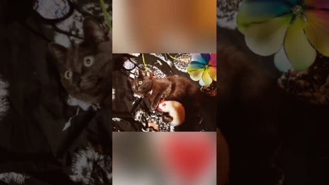 кот смешные видео о кошках животные приколы с кошками смешные коты с озвучкой приколы с котами смотреть онлайн