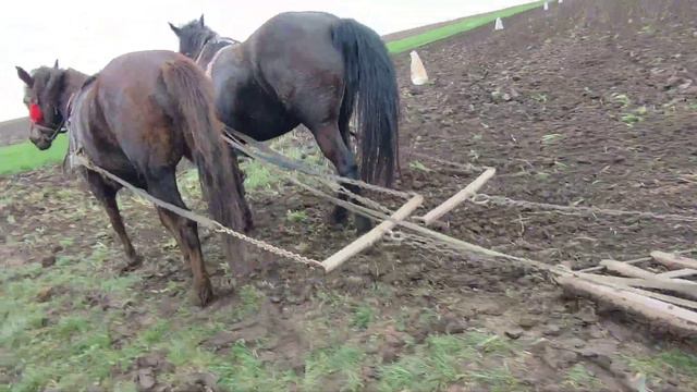 КОНІ В УКРАЇНІ/СІЄМО ОВЕС!!!/КОНІ В РОБОТІ!!!! смотреть онлайн