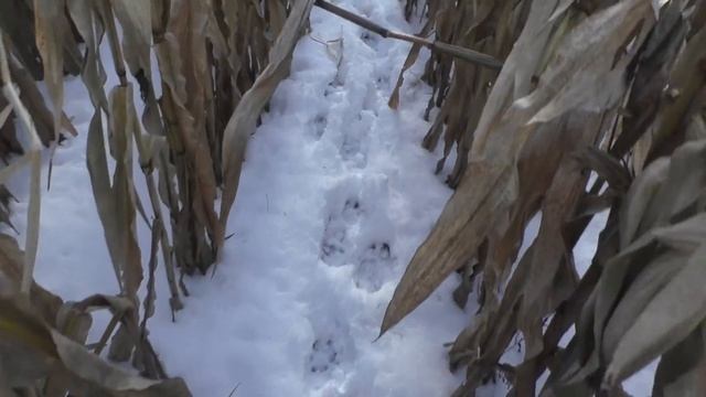 Охота на кабана в кукурузе с лайками. Нарвались на большое стадо. Boar hunting with huskies. смотреть онлайн
