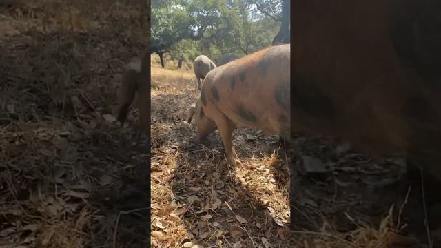 Самый дорогой в мире хамон смотреть онлайн