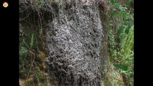 Гигантские осиные гнезда ! Охотник на шершня