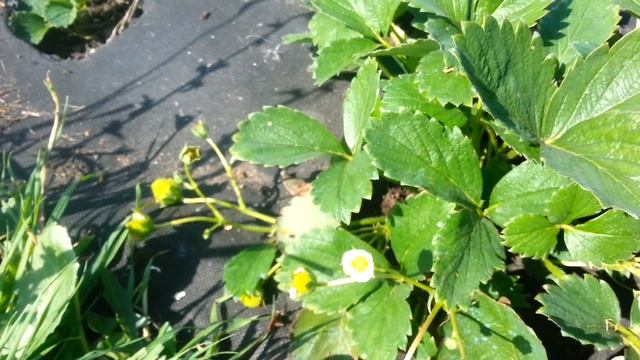 Искушение ремонтантная клубника. Brix