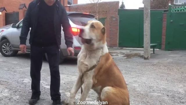 Волкодав гигант/ 1 метр в холке... смотреть онлайн