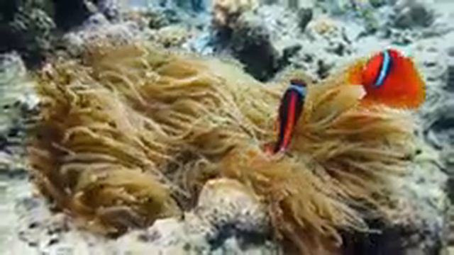 [NEW] Stunning 4K Underwater Wonders + Relaxing Music | Coral Reefs & Colorful Sea Life смотреть онлайн