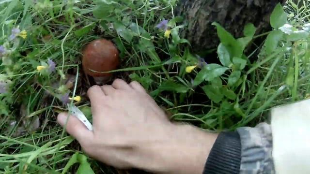 Благородные наступают! Раскрыл грибные места смотреть онлайн
