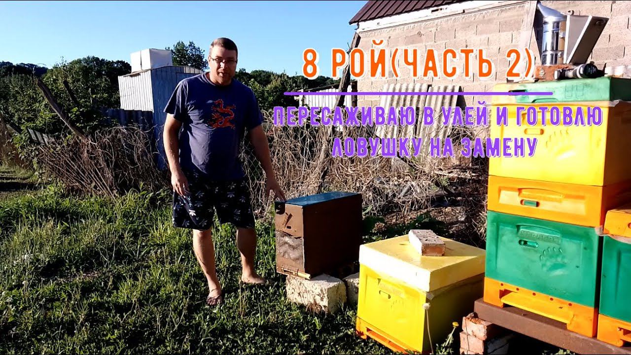 8 рой (часть 2) пересаживаю в улей смотреть онлайн