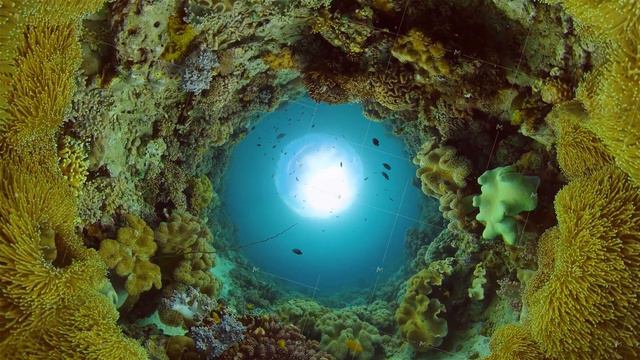 The underwater world of a coral reef. Philippines. смотреть онлайн