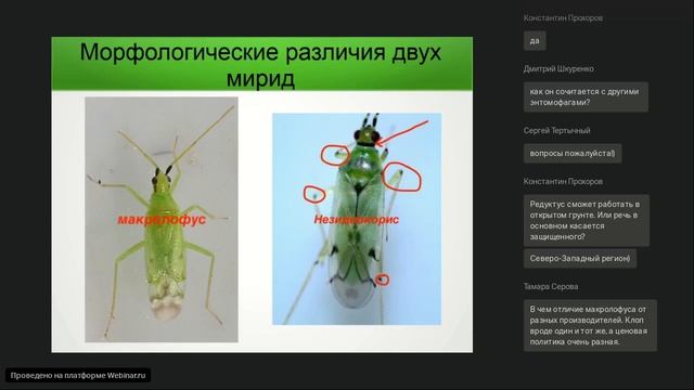Неосеулюс Редуктус - еще один поедатель клещей. О влиянии влажности. Контроль комариков и трипса. смотреть онлайн