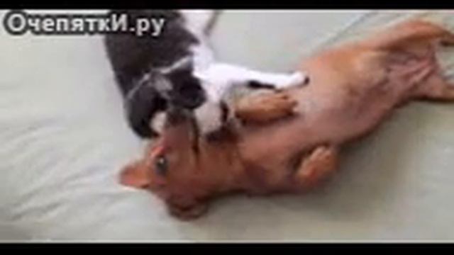 Приколы "Кошка успокаивает таксу" смотреть онлайн