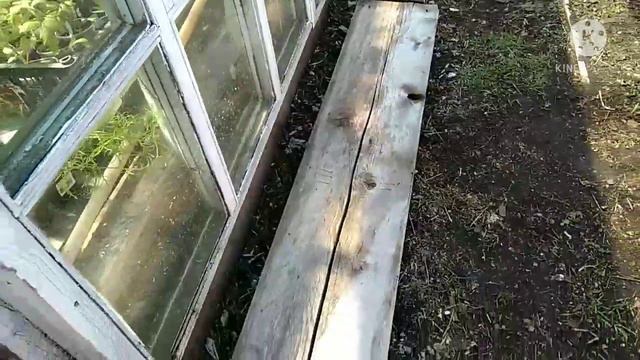 Закаливаем рассаду