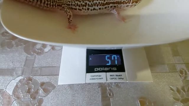 Вывожу из зимовки эублефаров, неделя третья смотреть онлайн