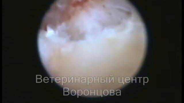 Артроскопия. Хондроскарком а у собаки смотреть онлайн