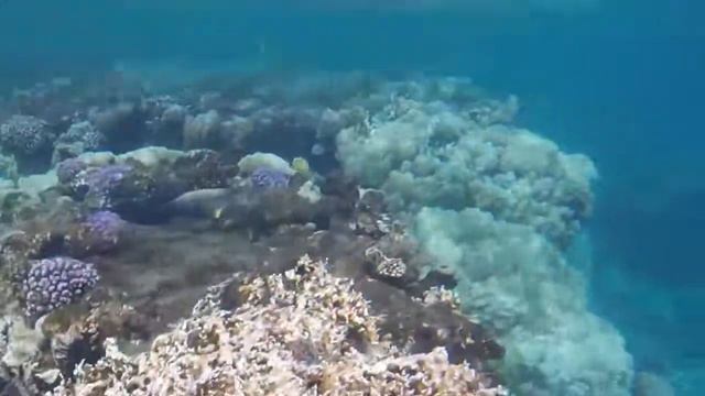Snorkling in the Red Sea Soma Bay, Egypt смотреть онлайн