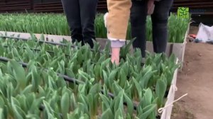 Выгонка тюльпанов. Самое важное в 9 градусном охлаждении.