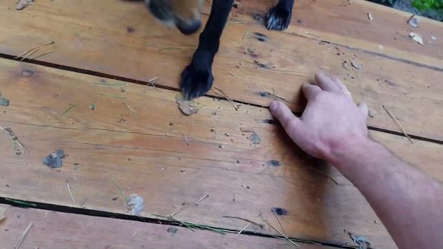 ЛИ СЯО. Алиса - Лиса. Про домашних лис. смотреть онлайн