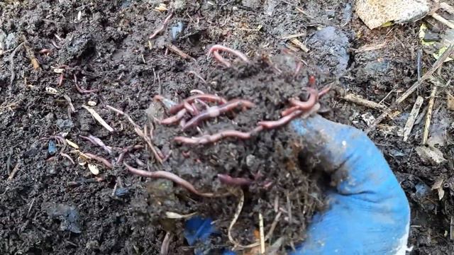 бир марта сармоянгизни тикиб узликсиз даромадга эга булинг ! (biogumus) смотреть онлайн