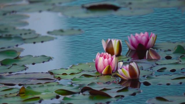 [Korean flowers on the pond], Korean sentiment, relax, sleep music, Resting music, Healing view смотреть онлайн