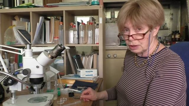 Искусственное получение и оплодотворение ооцитов Шпорцевой лягушки смотреть онлайн