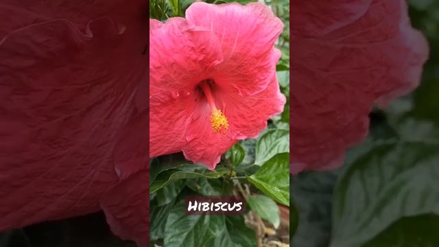 Pink Hibiscus ?#shorts смотреть онлайн