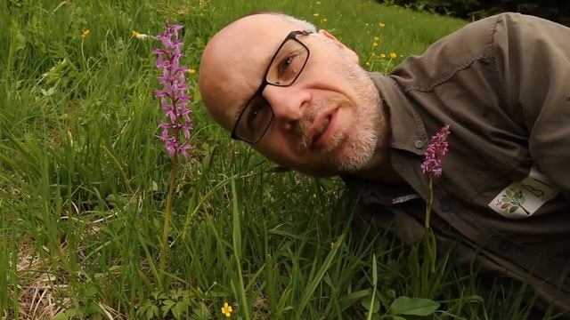 Stattliches Knabenkraut (Orchis mascula) смотреть онлайн