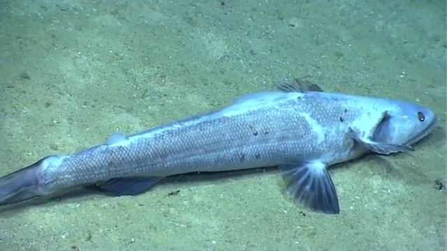 Bathysaurus mollis Okeanos 2015 смотреть онлайн