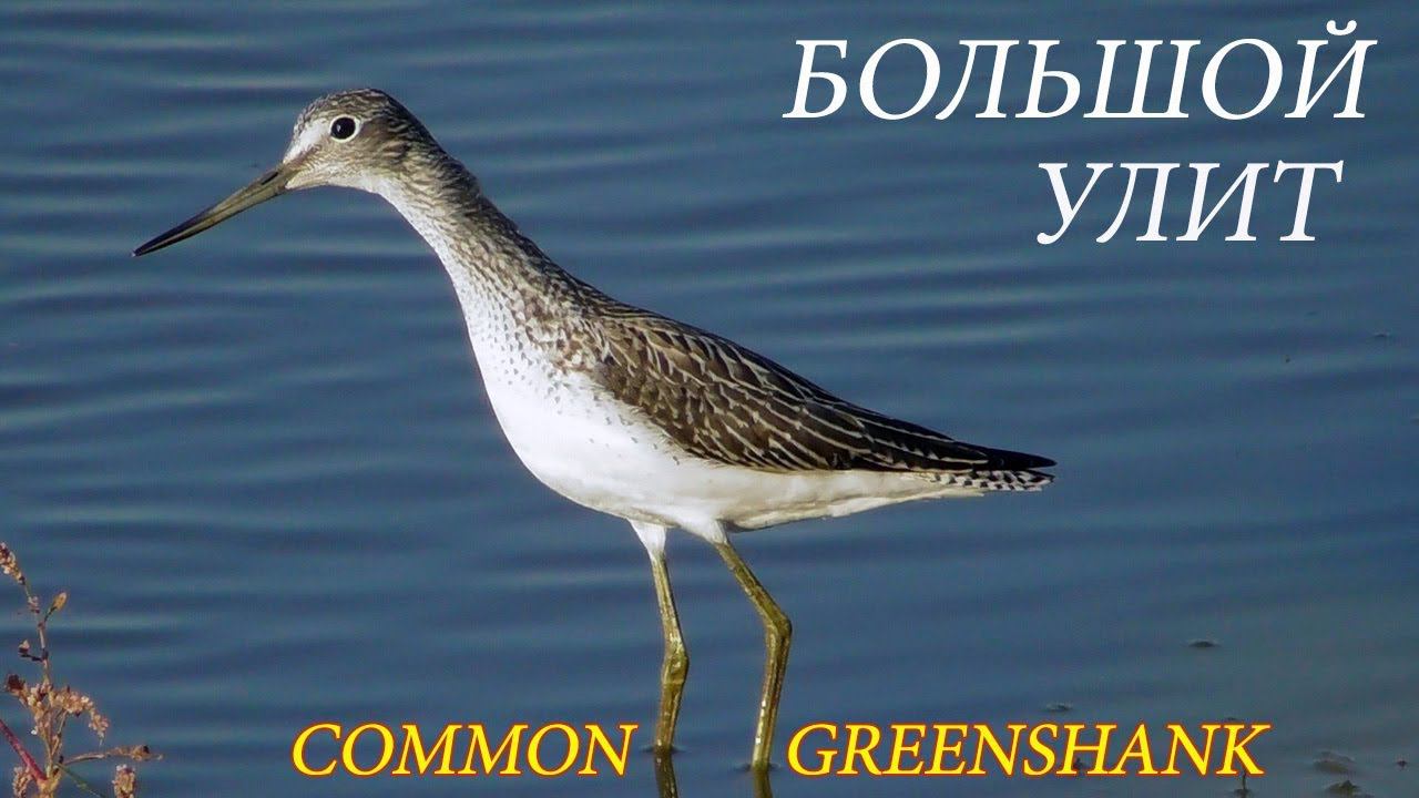 Большой Улит / Common greenshank / Pantana смотреть онлайн