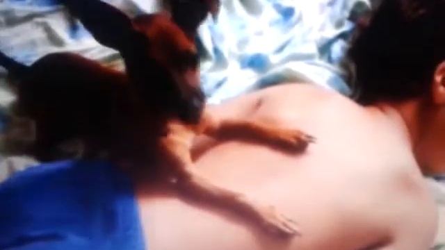 Собачка недаёт хозяину разбудить ребёнка в школу. смотреть онлайн