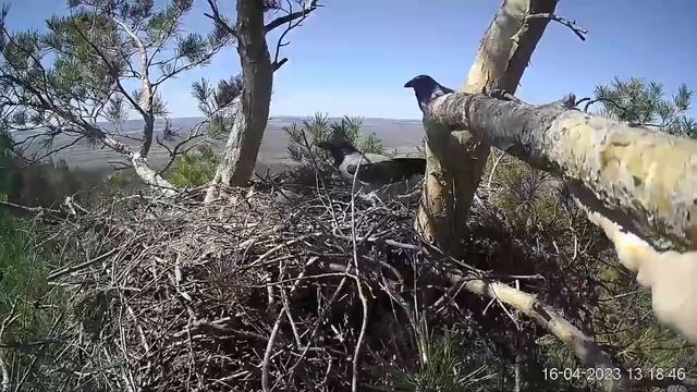 Серый вороны разоряют гнездо солнечных орлов смотреть онлайн