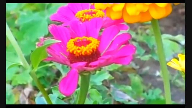 Мистические таланты