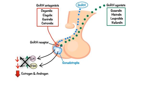 Pharmacology – DRUGS FOR PITUITARY AND THYROID DISORDERS (MADE EASY).mp4