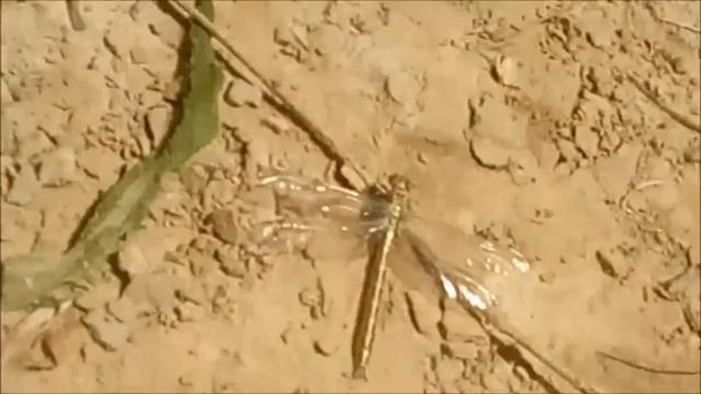 Рождение стрекозы смотреть онлайн