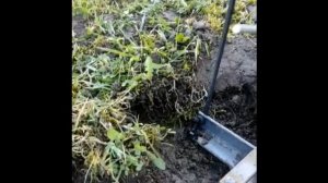 Как поймать крота. Самый лучший способ. Кротоловка. Отзывы покупателей № 7