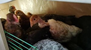 Как подселила молодок кур к  старым.